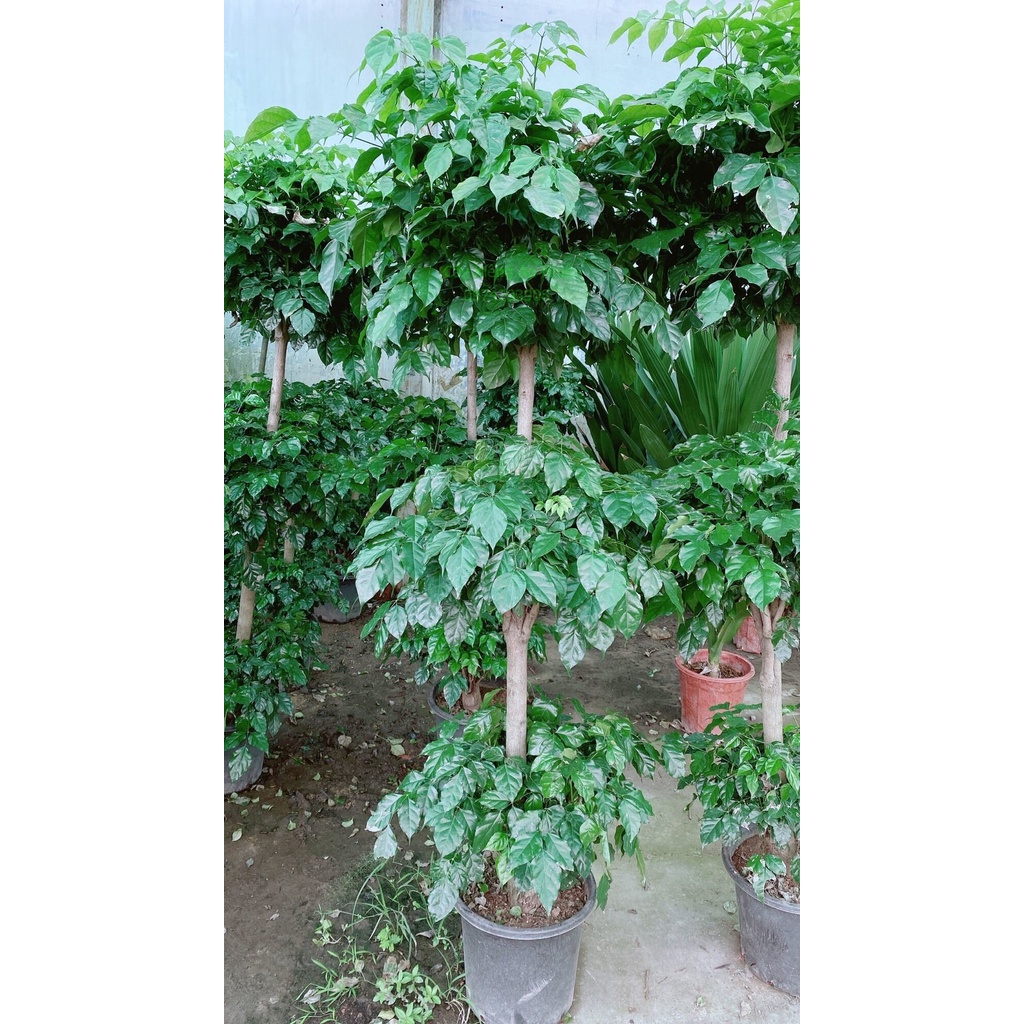 Cây Hạnh Phúc 3 Tầng Lớn