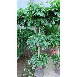 Cây Hạnh Phúc 3 Tầng Lớn (chỉ giao hcm)