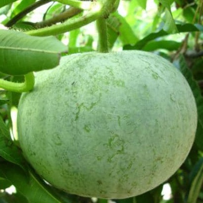 Hạt giống Bí đao hương quả tròn siêu thơm