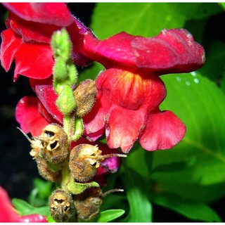 Hạt giống Hoa kim ngư thảo - Rau củ quả trồng tại vườn, sân thượng, nông trang, ban công