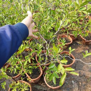 Cây táo tàu hàng cao 1m.bao khỏe