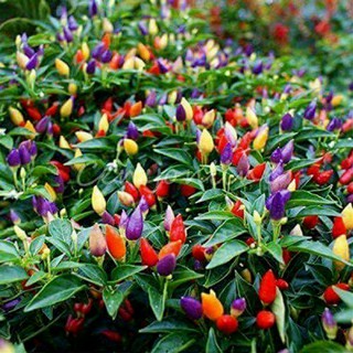 hạt giống ớt chỉ thiên ngũ sắc