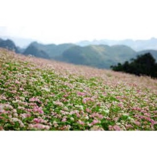 Hạt Giống Hoa Tam Giác Mạch