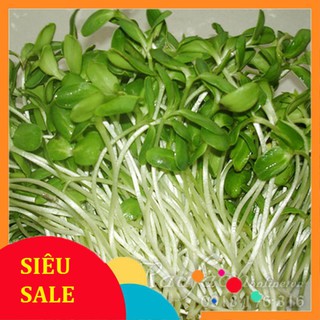 20g Hạt giống Rau mầm cải mầm lớn