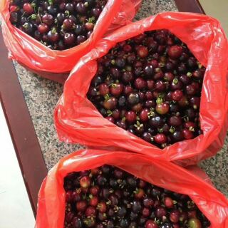 Cây chery nhỡ trồng 4 tháng có quả