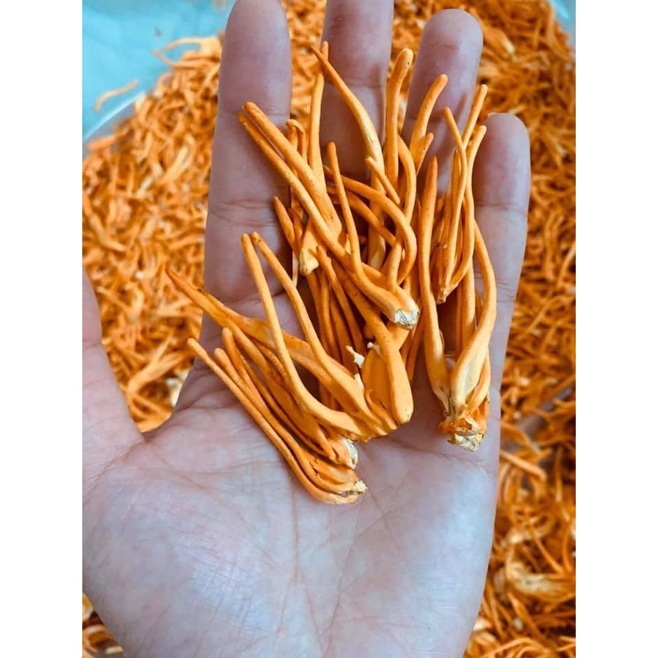 Đông trùng hạ thảo ❤️FREESHIP❤️ Đông trùng hạ thảo khô túi 100G | BigBuy360 - bigbuy360.vn