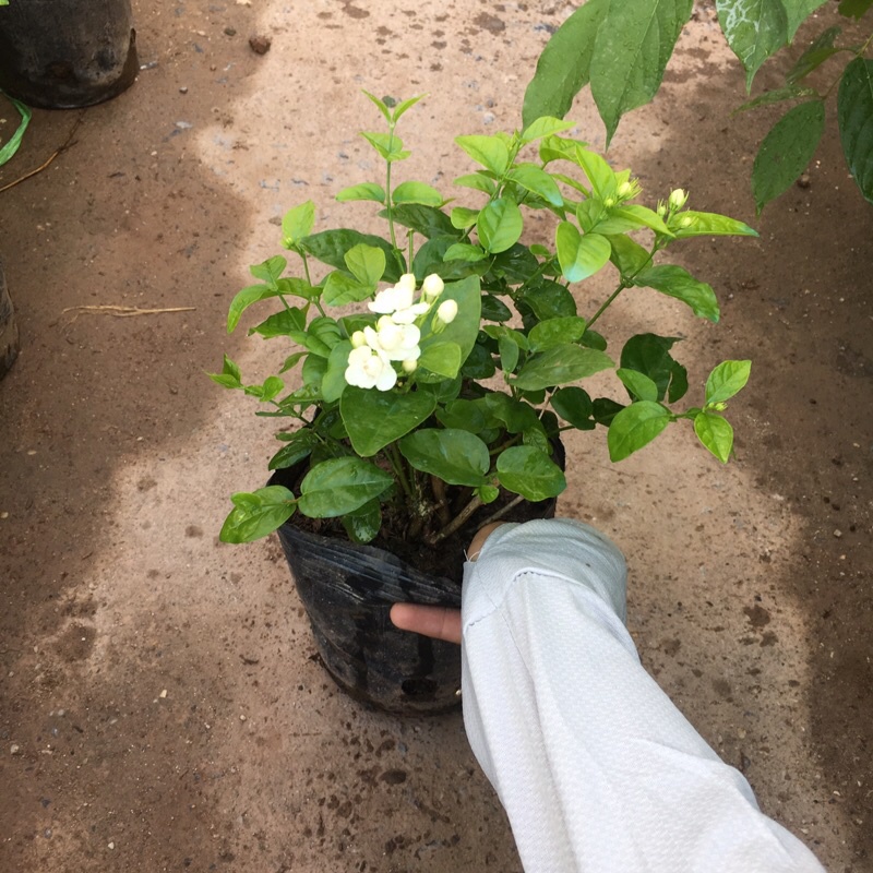 Cây hoa nhài ta  – Loài hoa với hương thơm nồng nàn ,cây cao 20-25cm