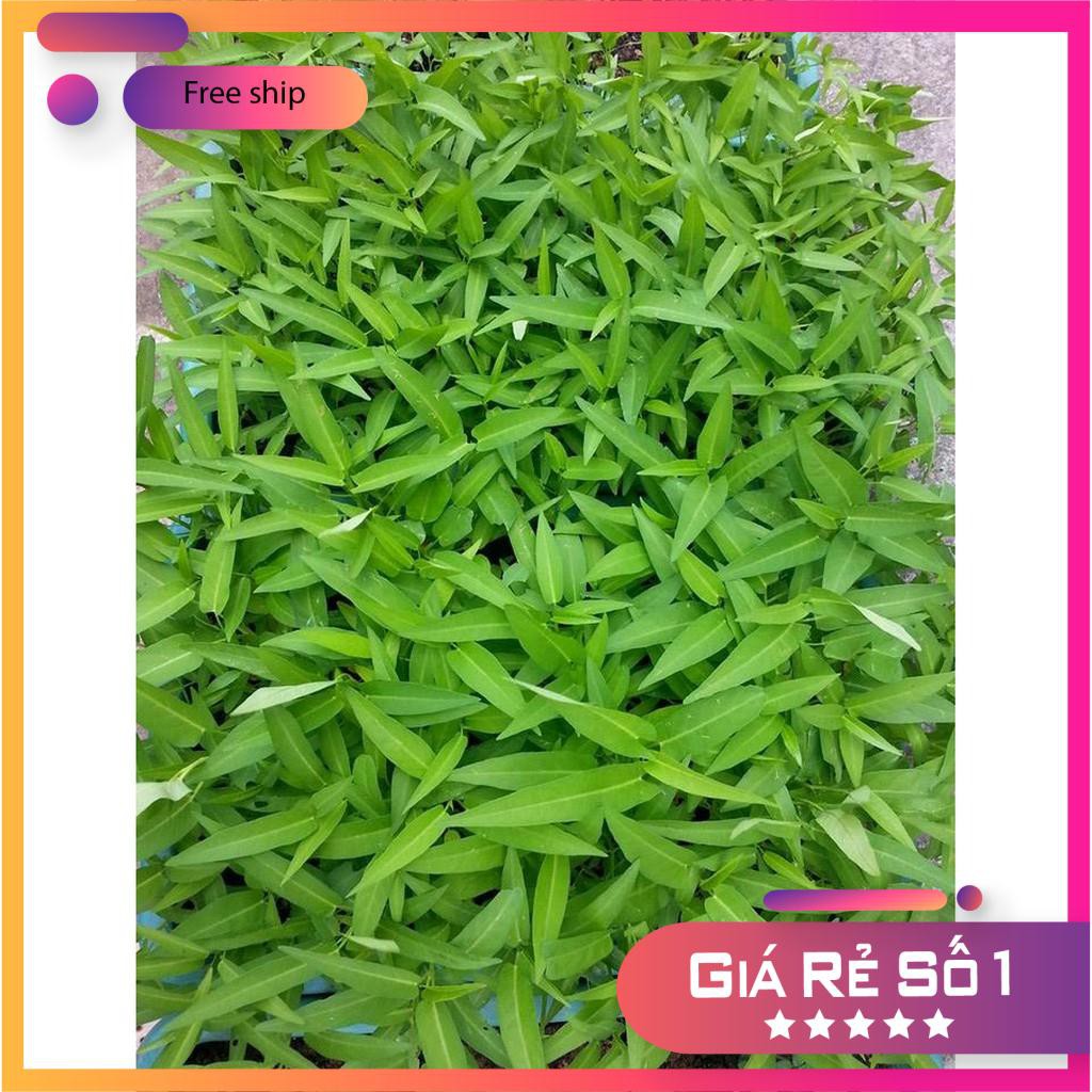 HẠT GIỐNG RAU MUỐNG LÁ TRE 50 GRAM LUCKY.VN