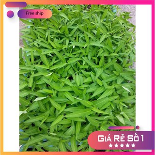 HẠT GIỐNG RAU MUỐNG LÁ TRE 50 GRAM LUCKY.VN