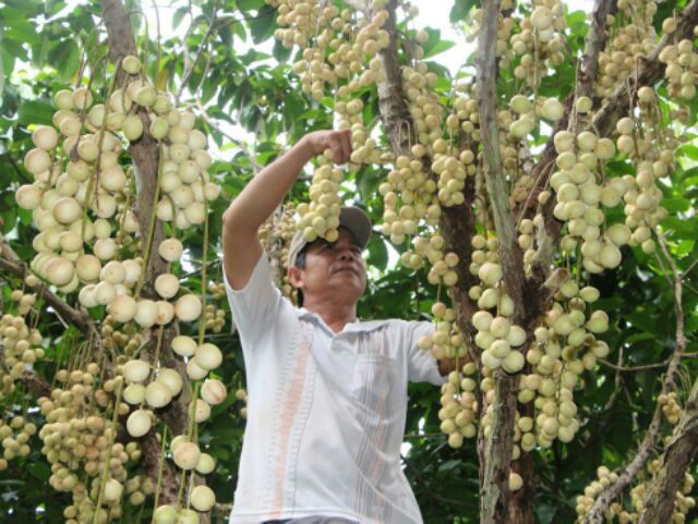 cây dâu xiêm cao 60-70cm, có nhánh đẹp.