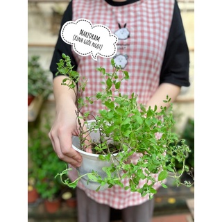 Hoả tốc HN - Cây kinh giới ngọt marjoram lá thơm mùi cam kẹo