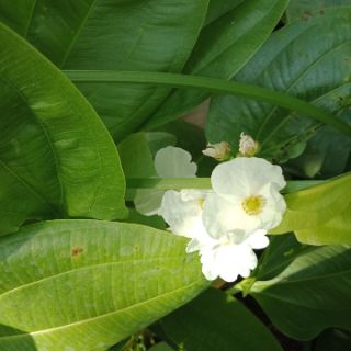 Cây bách thủy tiên ( cây lan nước)