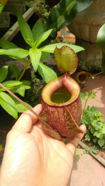 Cây ăn thịt nắp ấm