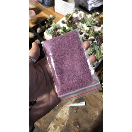 Thuốc tím trị rệp cho sen đá