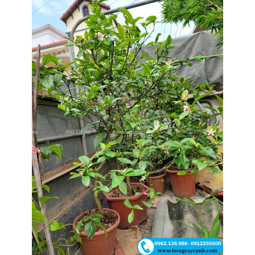 Cây Chanh Ta II Cây Ăn Quả