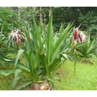 CÂY ĐẠI TƯỚNG QUÂN ( CÂY LÁNG )