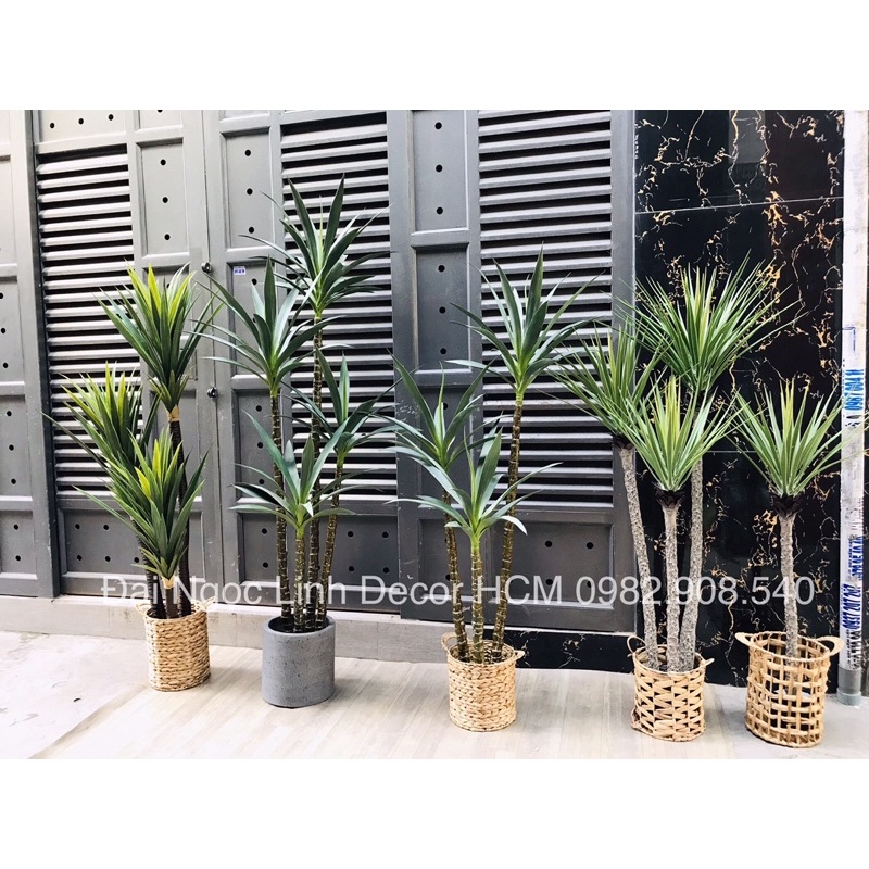 Cây phát tài núi giả 1,5m