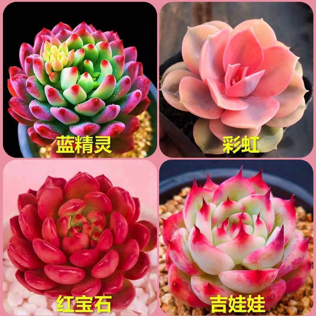 Combo hơn 20 loại cây sen đá  cây mọng nước quý hiếm  tỷ lệ nảy mầm cao tới 99% 100h