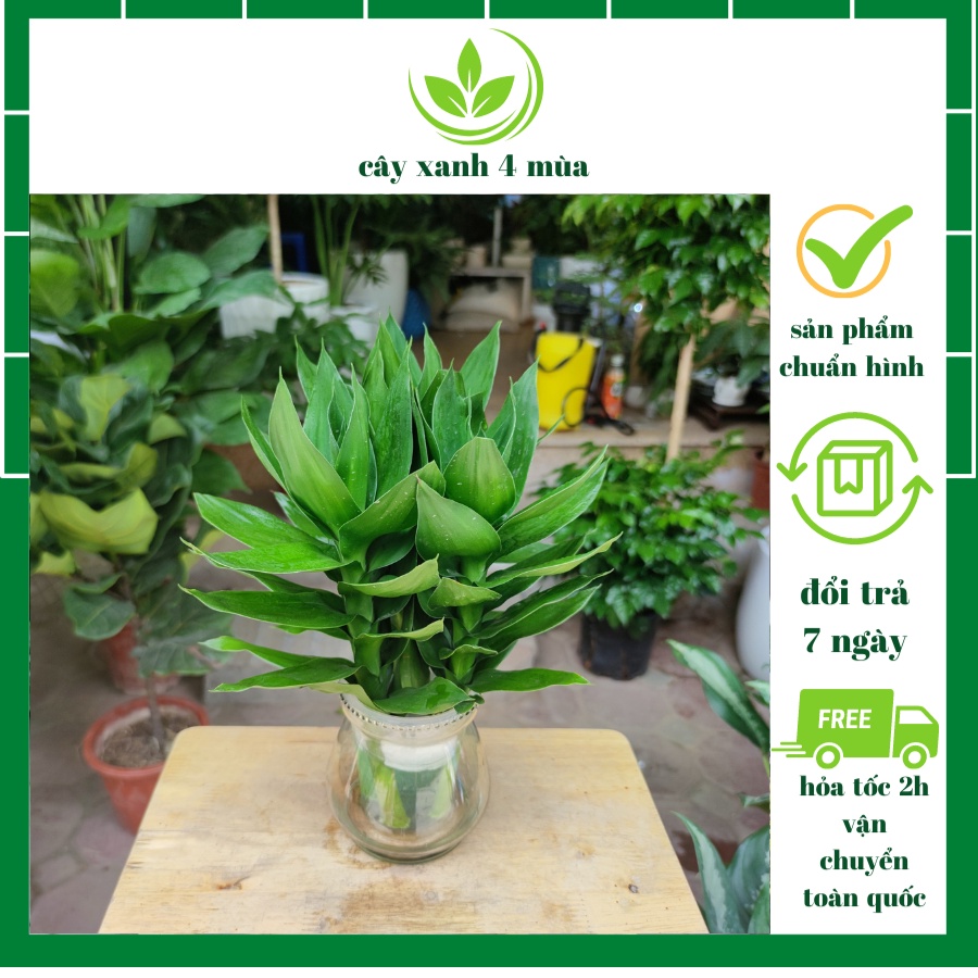 Cây phát lộc thủy sinh 3 gốc , cây phong thủy để bàn phát tài phát lộc, để bàn thờ30 - 35 cm 100% CÓ RẼ