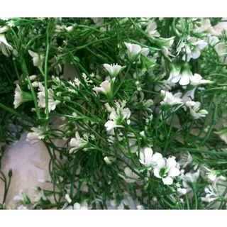 100g cỏ điểm
