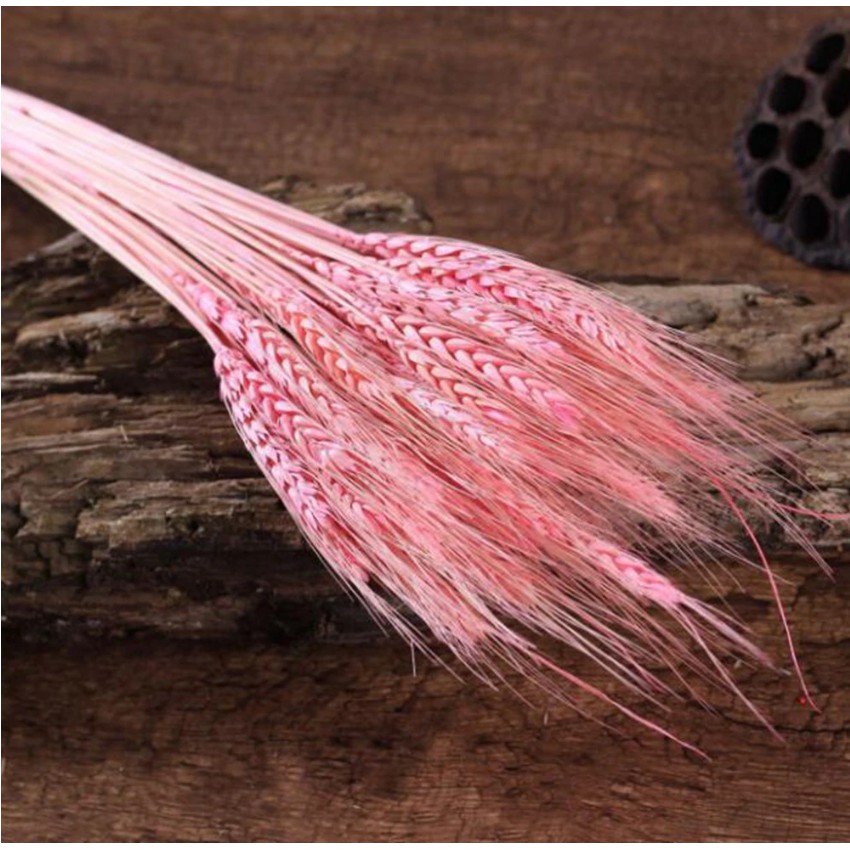 🌸FREE SHIP🌸Hoa Lúa Mạch Khô🌸Decor, Chụp ảnh