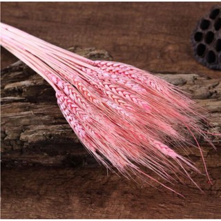 🌸FREE SHIP🌸Hoa Lúa Mạch Khô🌸Decor, Chụp ảnh