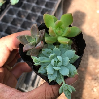 Sen đá bụi 3 cây 3 loại