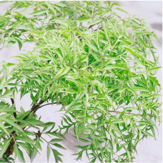 Cây Đinh Lăng Lá Nhuyễn