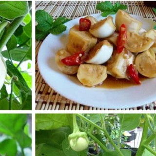 Hạt Giống Cà Pháo Trắng - 1 gói 0,5gram - STHG2