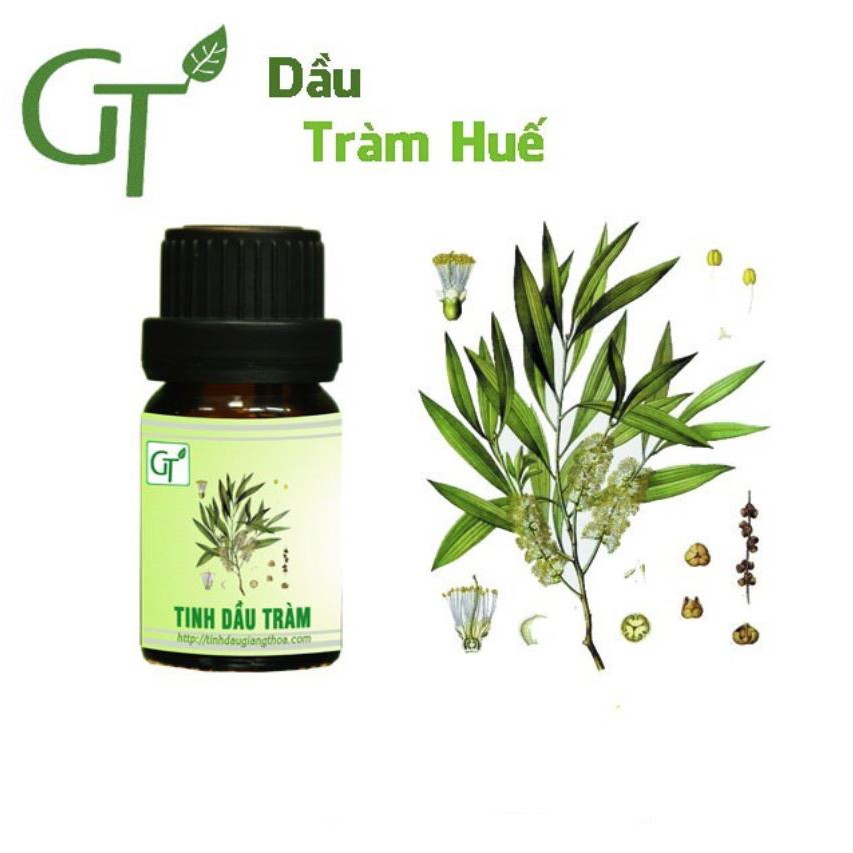 Tinh Dầu Tràm Huế Thiên Nhiên - Giá rẻ