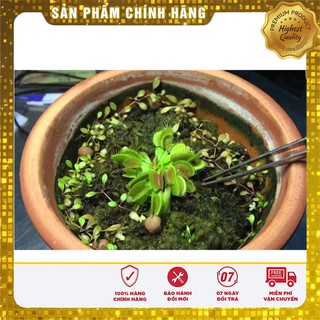 Hạt Giống Cây Bắt Mồi - 5 hạt cây bắt côn trùng