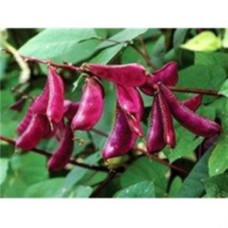 hạt giống đậu ván tím 10 hạt