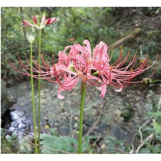 Củ giống hoa bỉ ngạn hoa màu hồng - 1 củ Kèm viên nén ươm củ