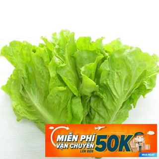 10g Hạt giống Xà lách mỡ