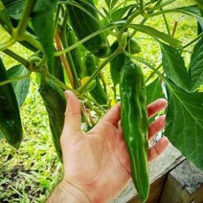Hạt giống Ớt Sừng Trâu - 50 Hạt hạt giống bốn mùa