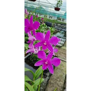 HOA LAN PINK XƯA