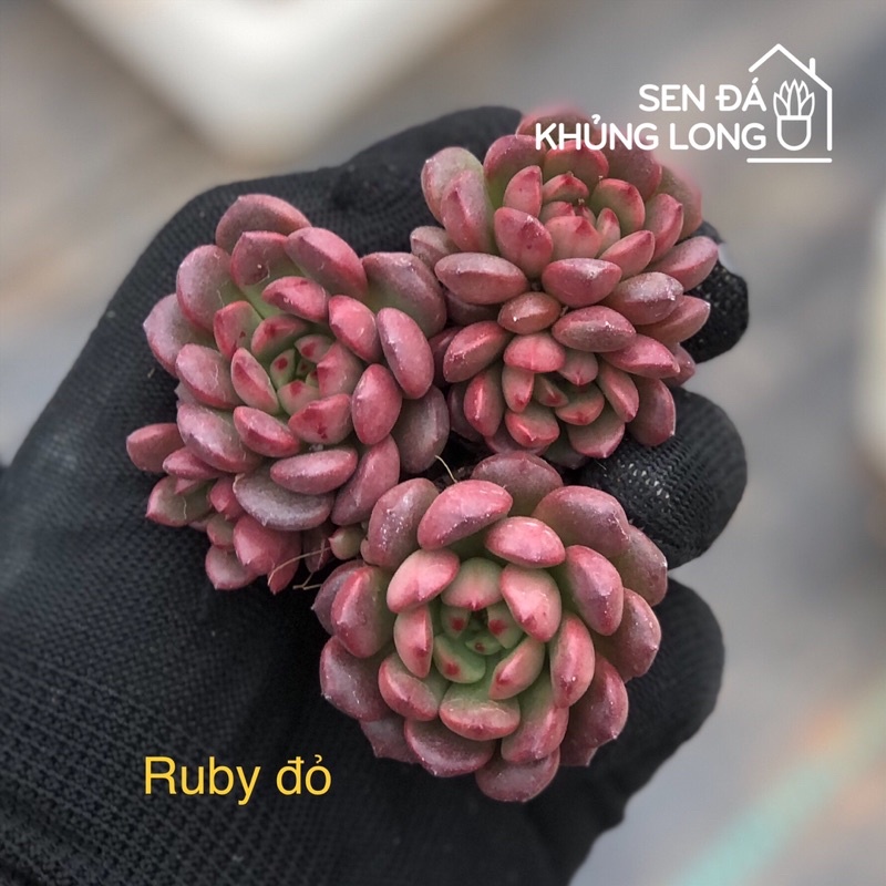 Sen Đá Vĩ