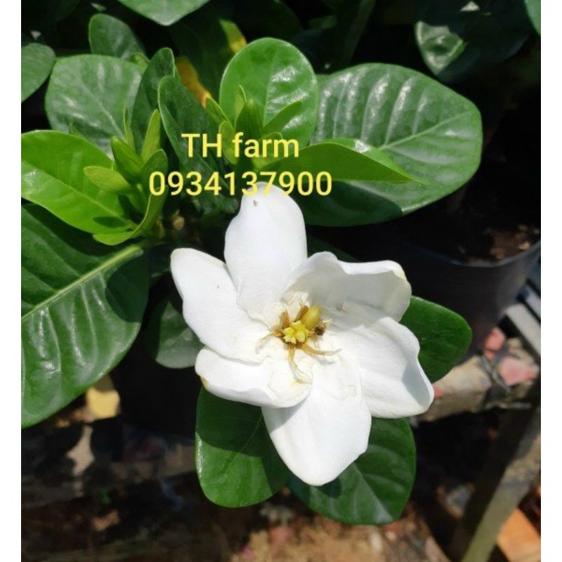 Cây hoa dành dành cánh kép _TH farm_ Cây chuẩn giống- Chất lượng cao