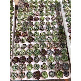 01 Cây Sen Đá size mini 3-5cm cây khoẻ đẹp