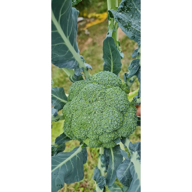 Hạt giống Súp Lơ Xanh Green Royal  - 2500 hạt