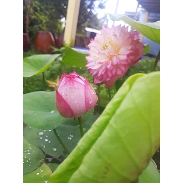 Củ sen mini hồng Pretty in pink 01