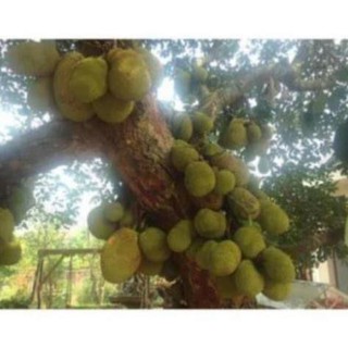 Cây Giống Mít Dai