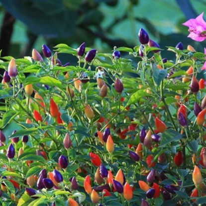 Hạt giống ớt ngũ sắc mix nhiều màu gói 30 hạt - tăng kèm 3 viên nén kích thích ươm hạt