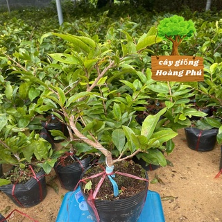 Cây mai vàng bon sai, cây mai vàng chơi tết loại cao 35 - 50 cm