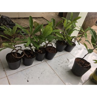 Lộc vừng bonsai mini
