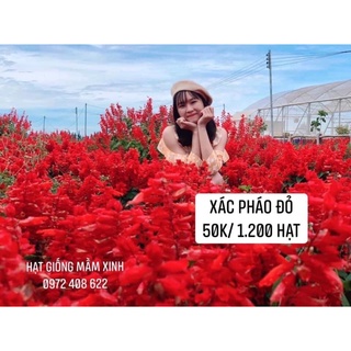 1000 Hạt giống hoa xác pháo đỏ. Có ảnh thật nảy mầm 100%