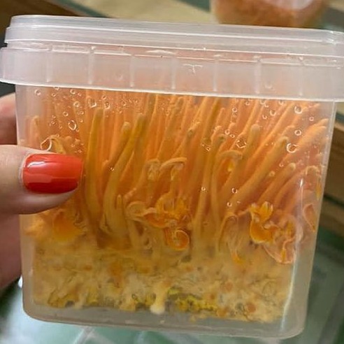 Hộp200Gr Nấm Đông Trùng Hạ Thảo Tươi Sinh Khối-Chỉ Giao Hàng Tại Hà Nội