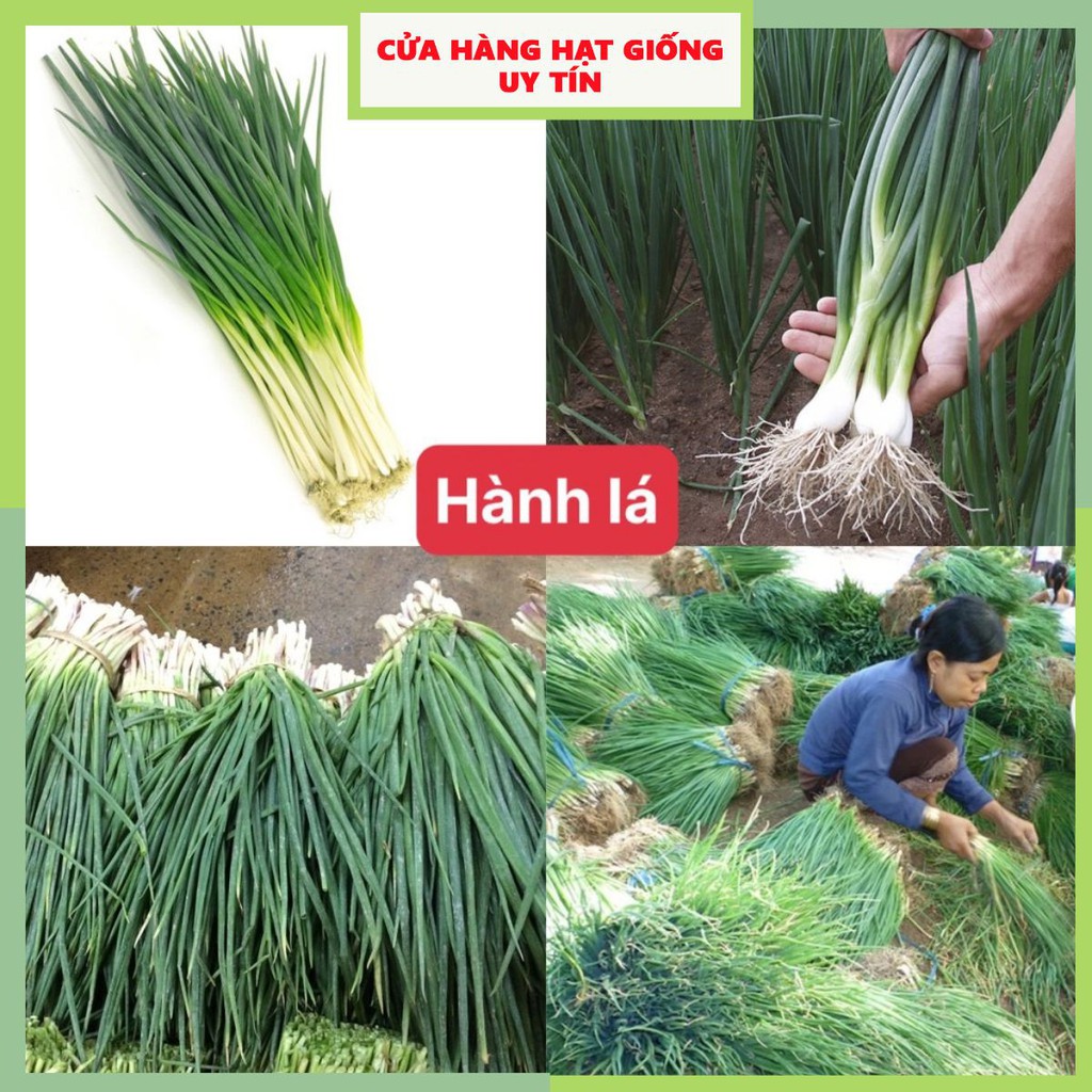 Hạt giống rau hành lá dễ trồng kháng bệnh tốt năng suất cao gói 1000 hạt nhà cửa và đời sống cửa hàng hạt giống uy tín