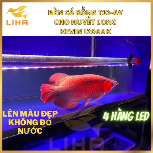 Đèn Led T10-AV 4 Hàng Bóng 12000K - Đèn Tanning Cá Rồng T10 AV Màu Đẹp Như Mayin