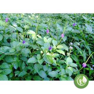 Cây Đuôi Chuột khô 1KG - ND191
